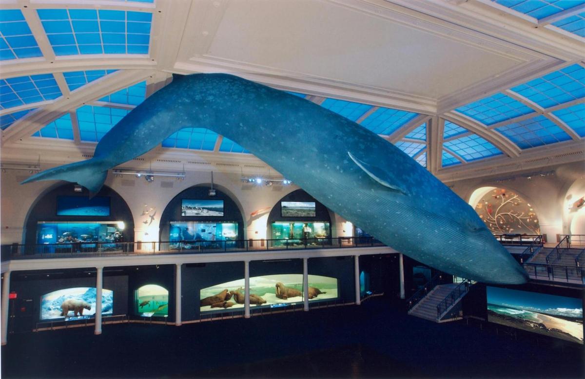 a large blue dolphin hanging from the ceiling of a museum