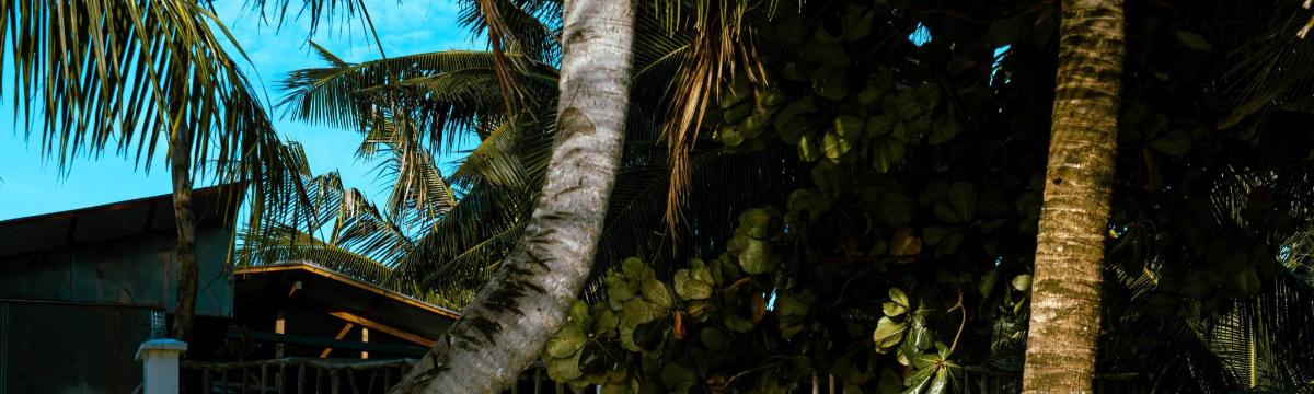 a group of palm trees in front of a building