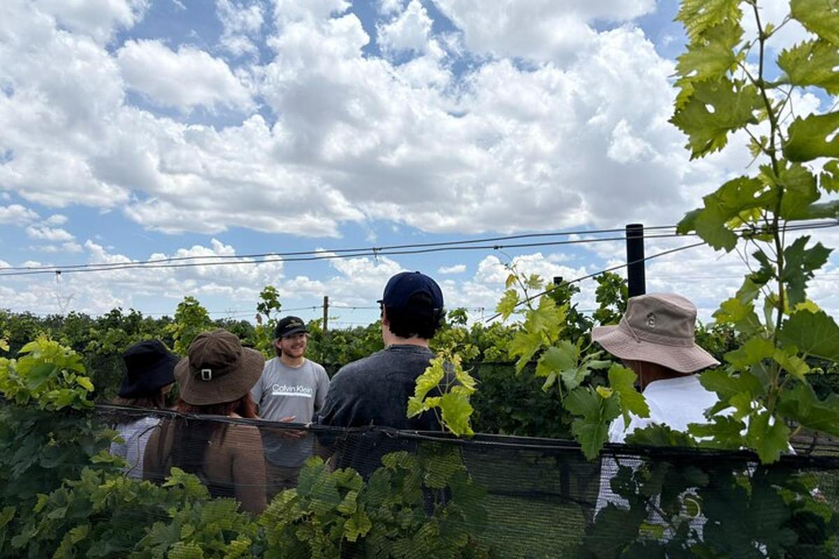 a group of people standing in a field of vines