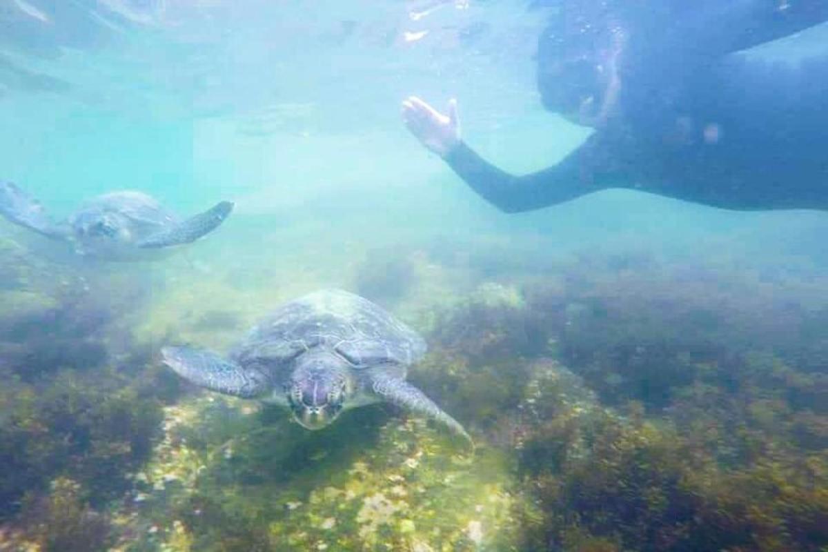 a green sea turtle swimming in the water