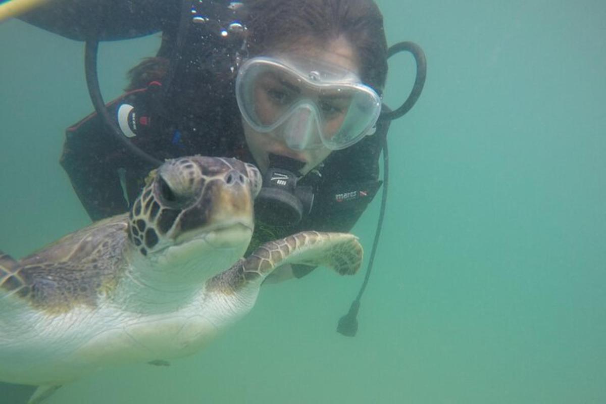 a person with a turtle under the water