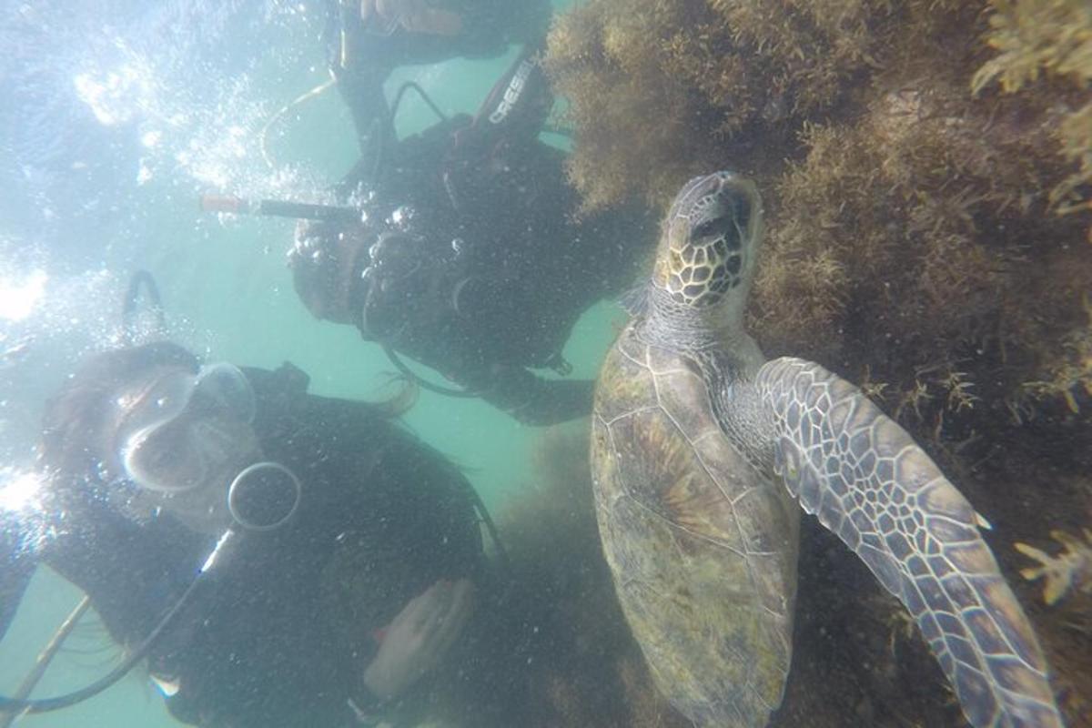 一只绿海龟和一名潜水员在水中