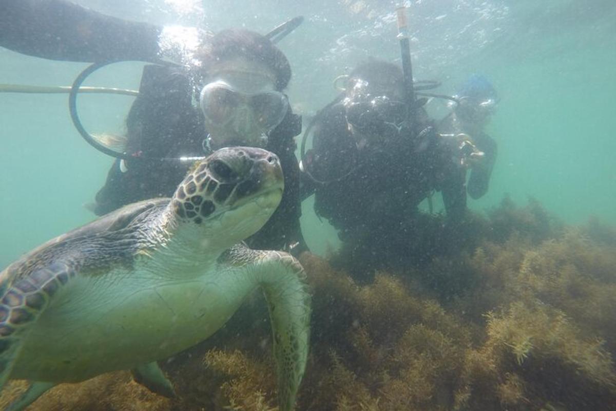 一只海龟和两名潜水员在海里游泳