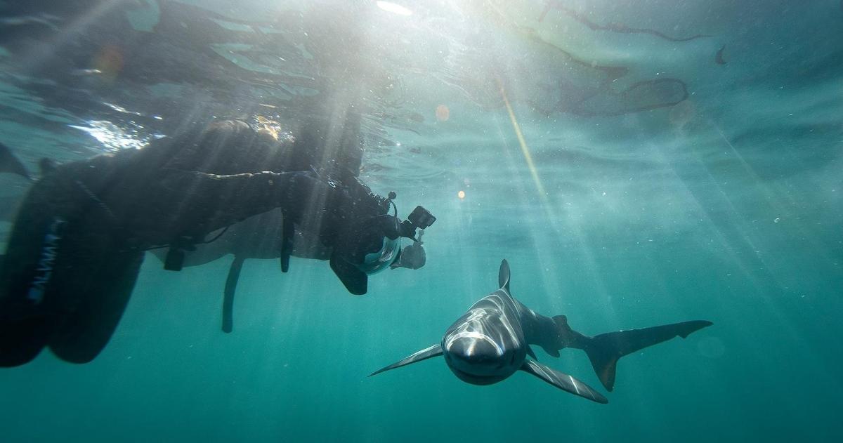 a diver and a whale shark in the water