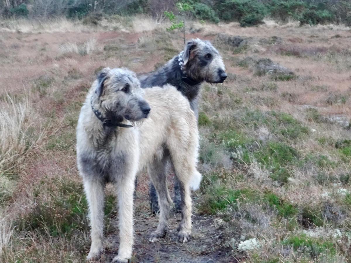 two dogs standing next to each other in a field