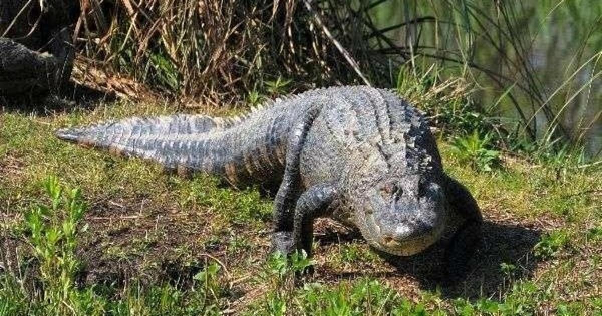 a iguana is laying in the grass
