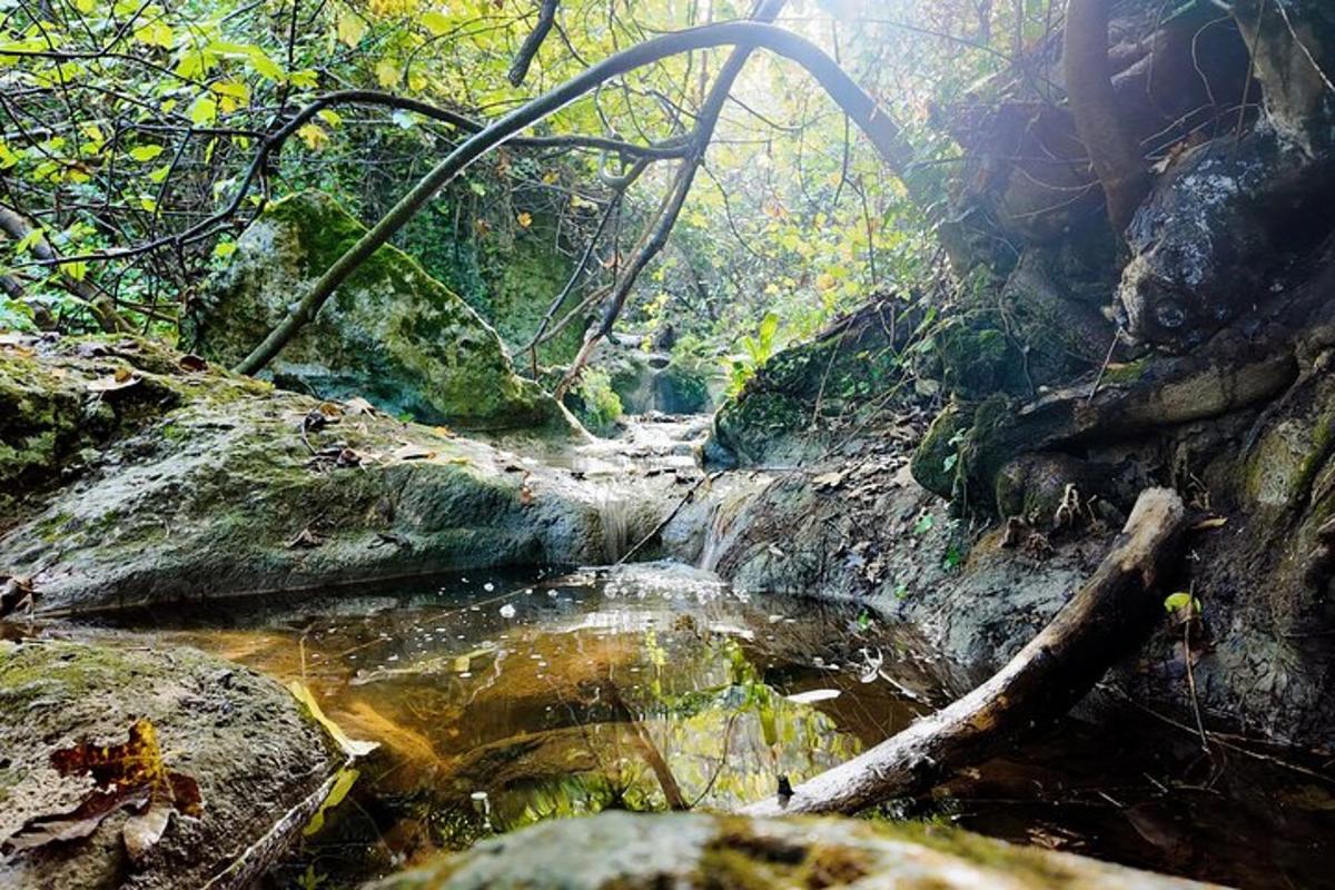 malý potok uprostřed lesa