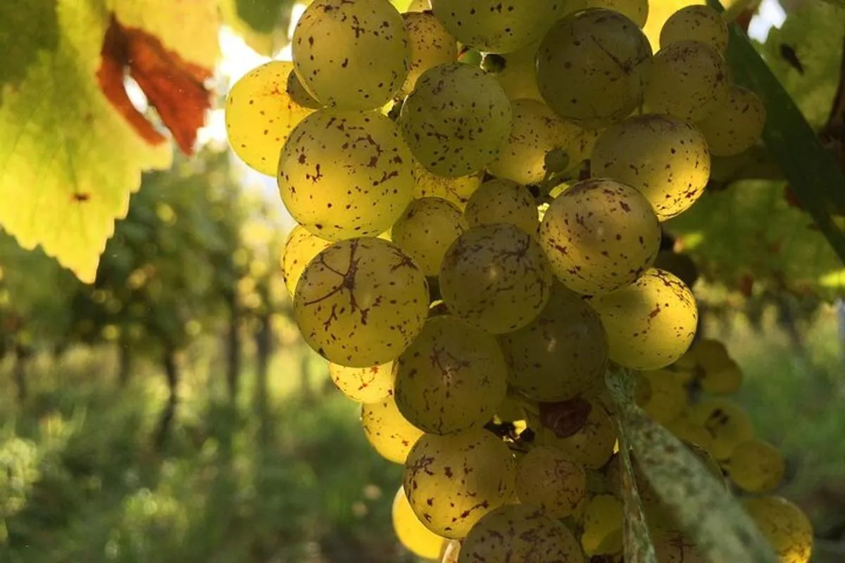 Alsace : Visite Chai Paille Unique/Dégustation Vins Biodynamiques – photo 5