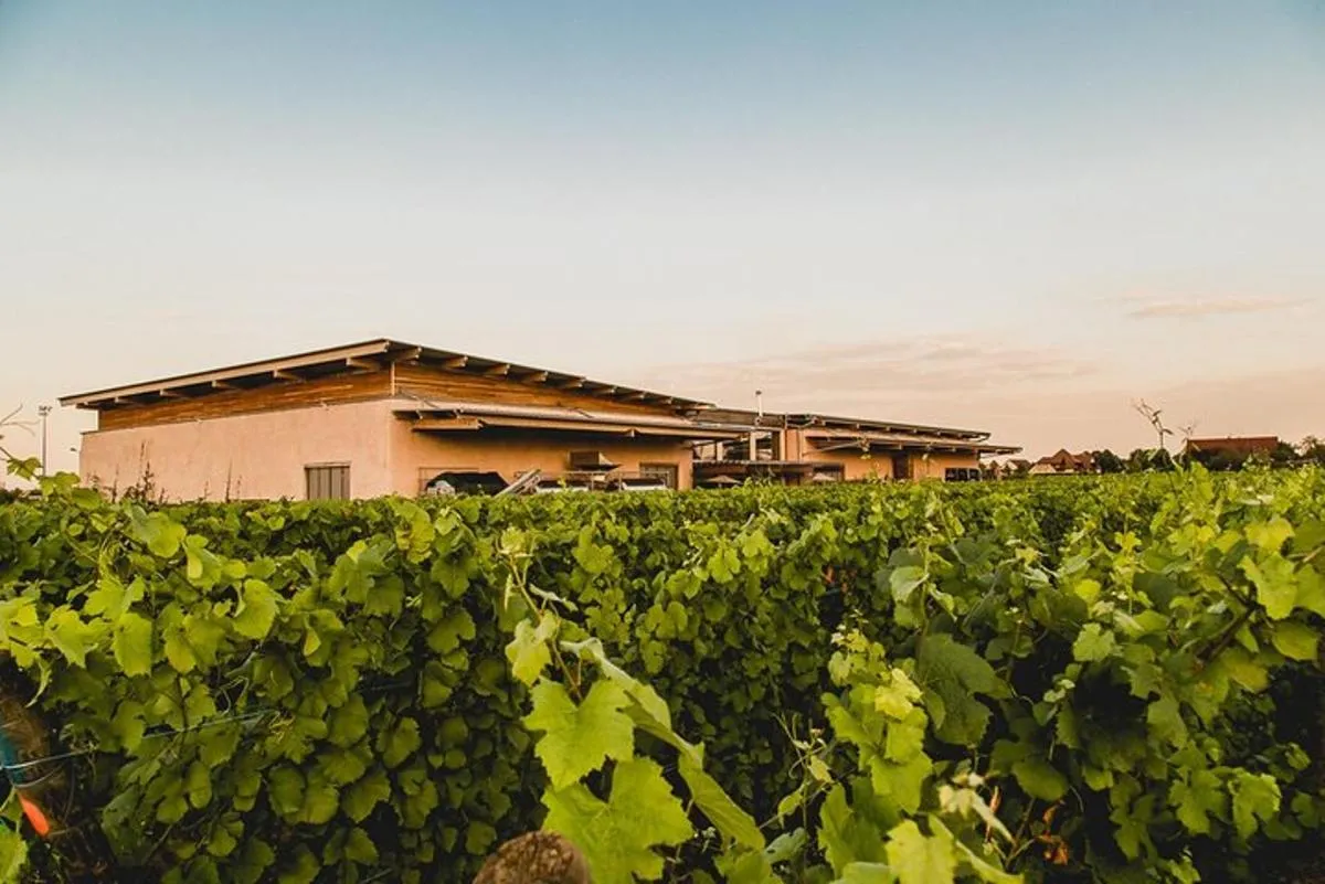 Elsass: Besuch eines einzigartigen Strohballenweinguts/Verkostung biodynamischer Weine – Foto 6