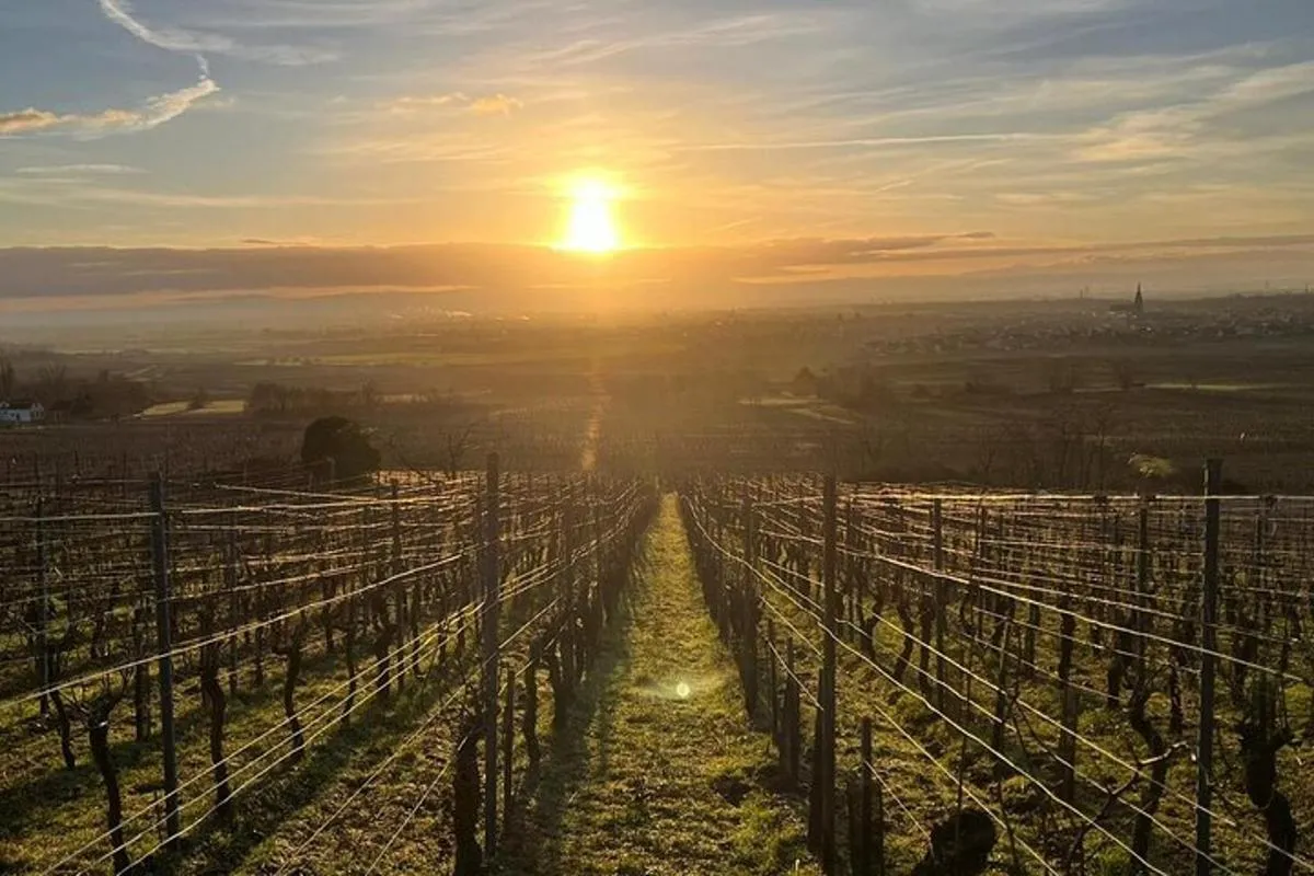 Elsass: Besuch eines einzigartigen Strohballenweinguts/Verkostung biodynamischer Weine – Foto 11
