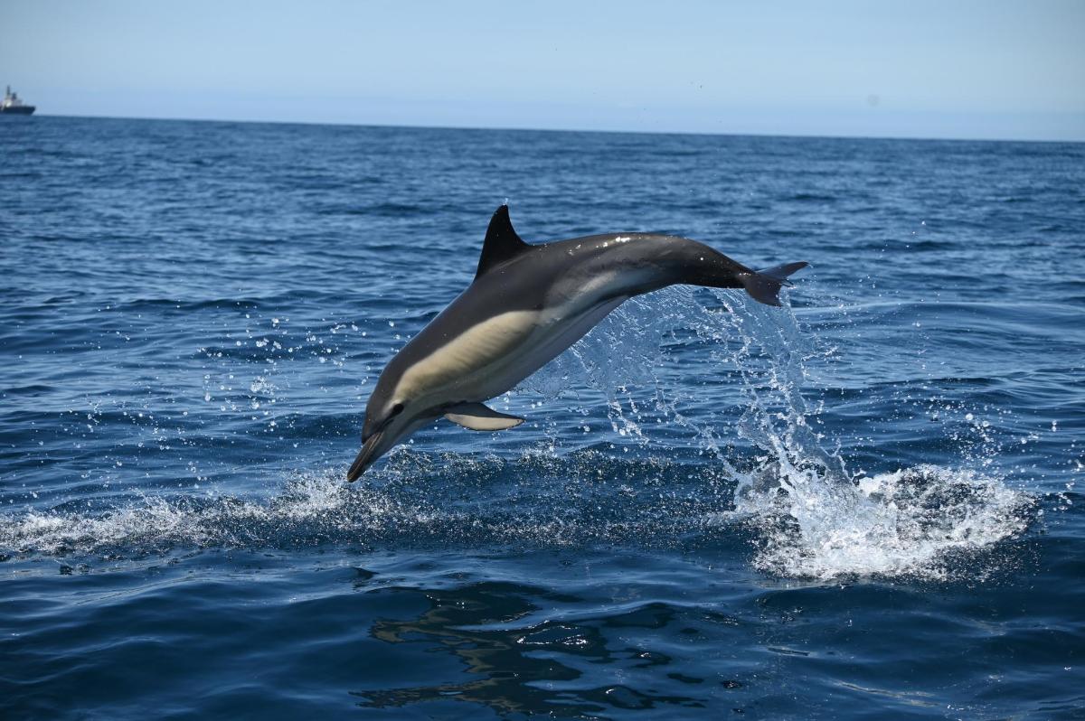 a dolphin jumping out of the water