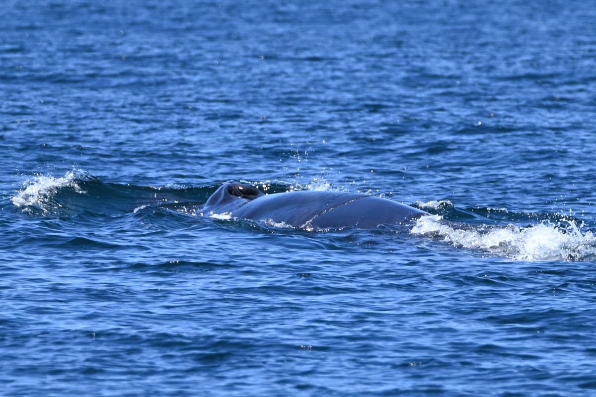 a gray whale swimming in the water