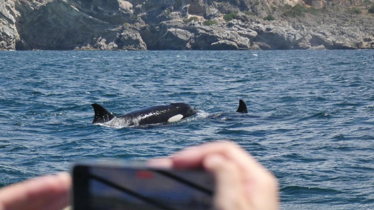 a person taking a picture of two dolphins in the water