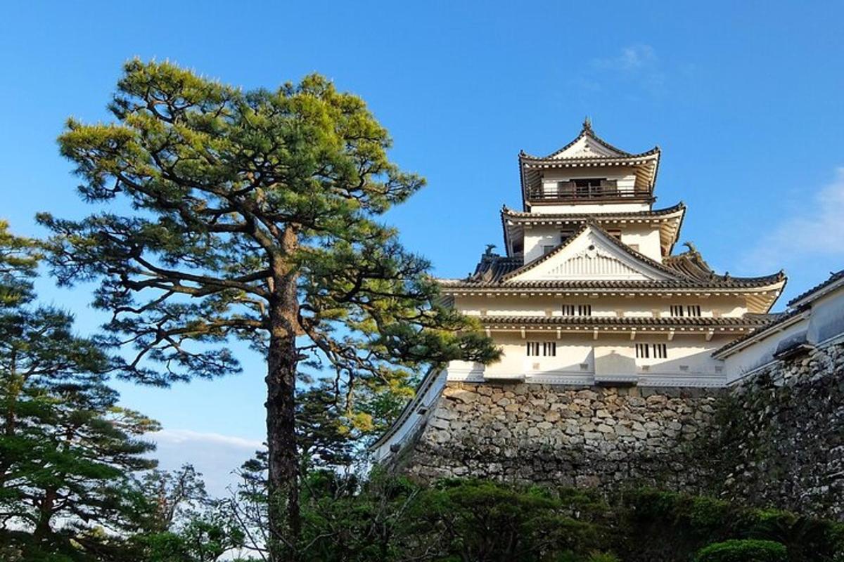 a pine tree in front of a building with a tower
