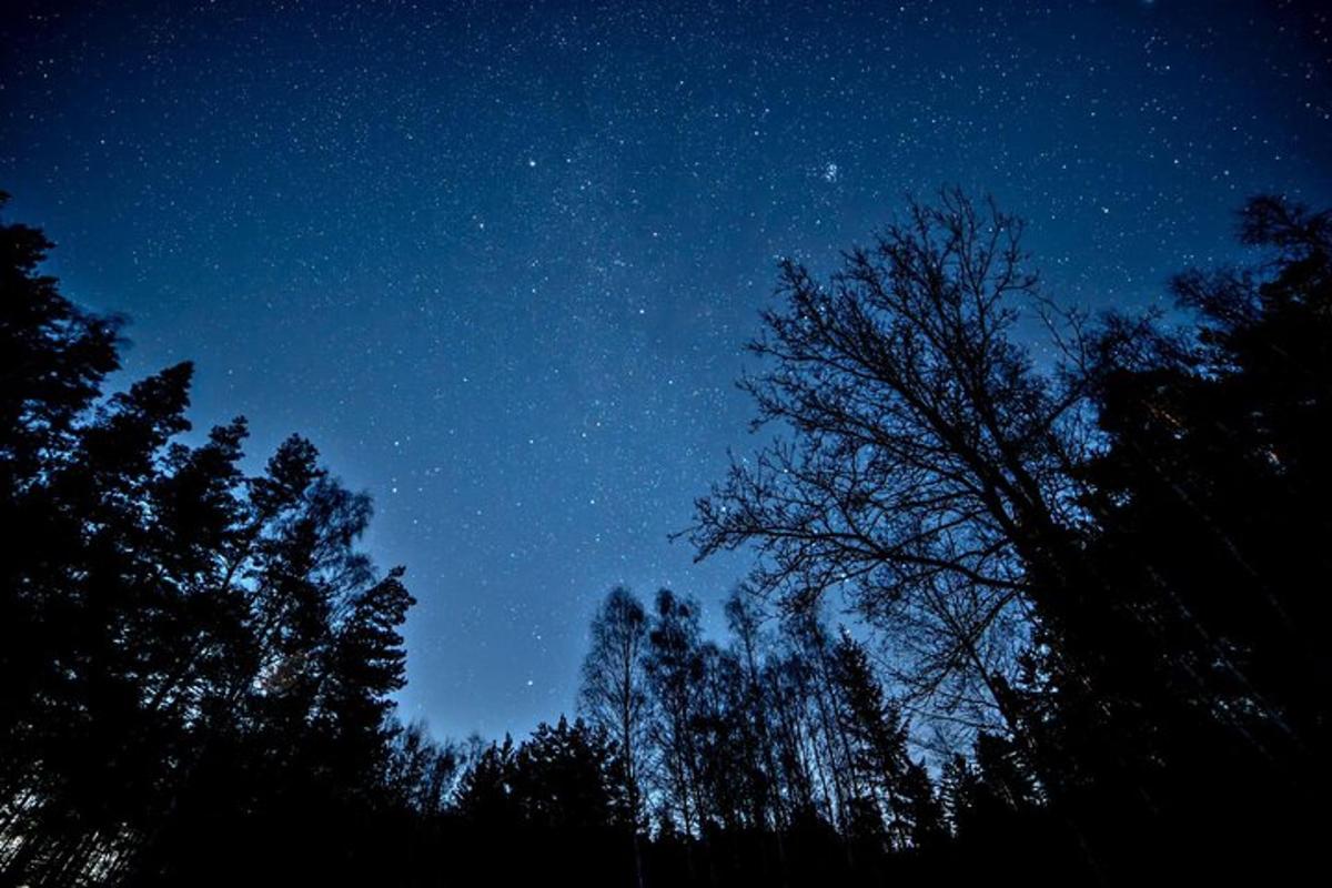 a starry night with trees in the foreground