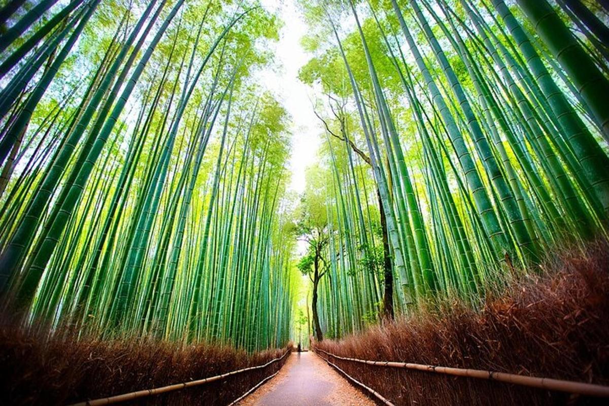 a forest of tall trees with a dirt road