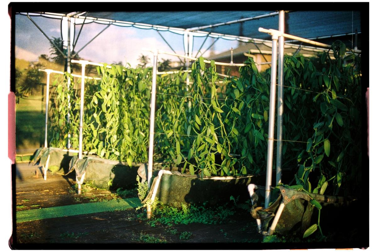 a group of corn plants in a greenhouse