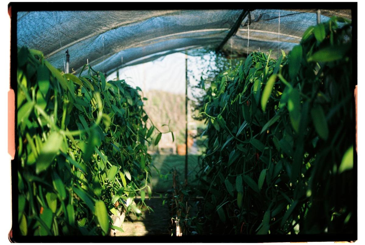 a group of plants growing in a greenhouse