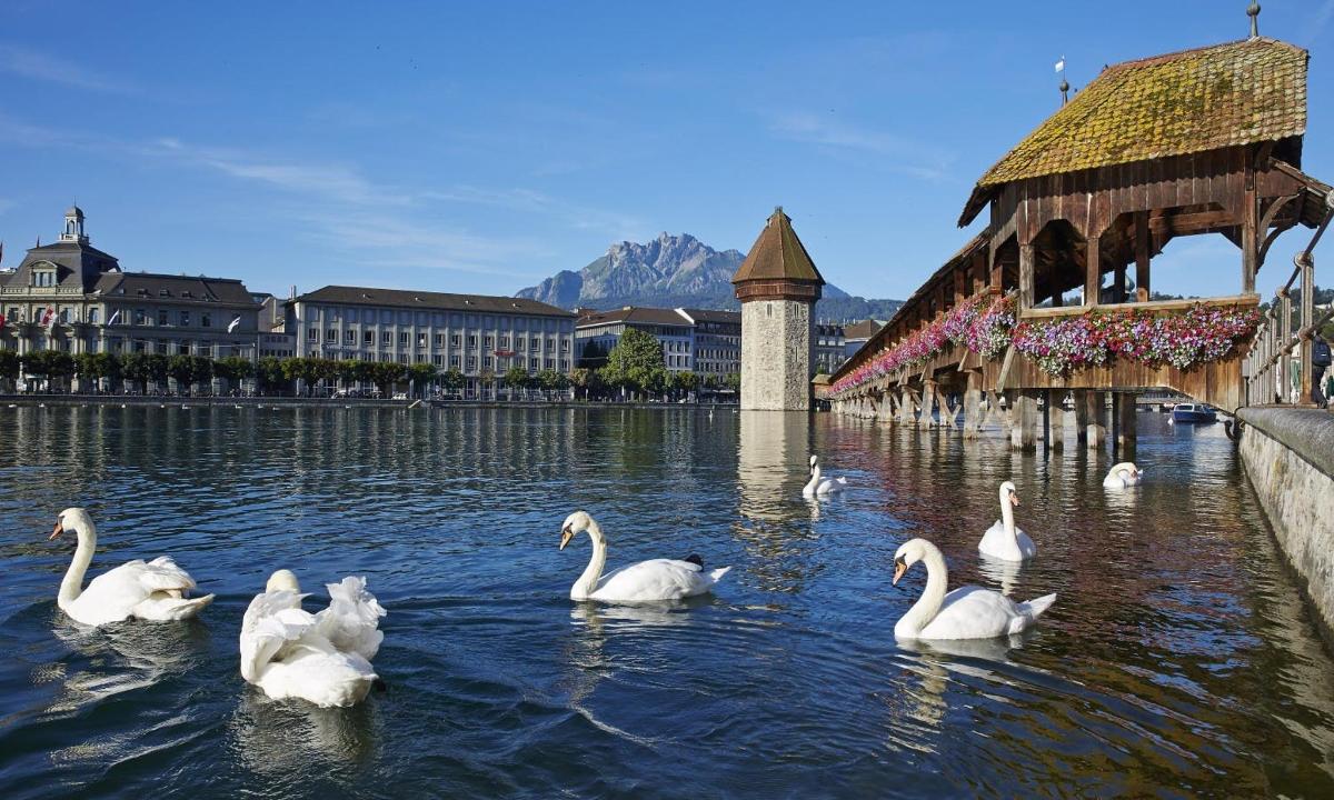 a group of white swans in the water near a bridge