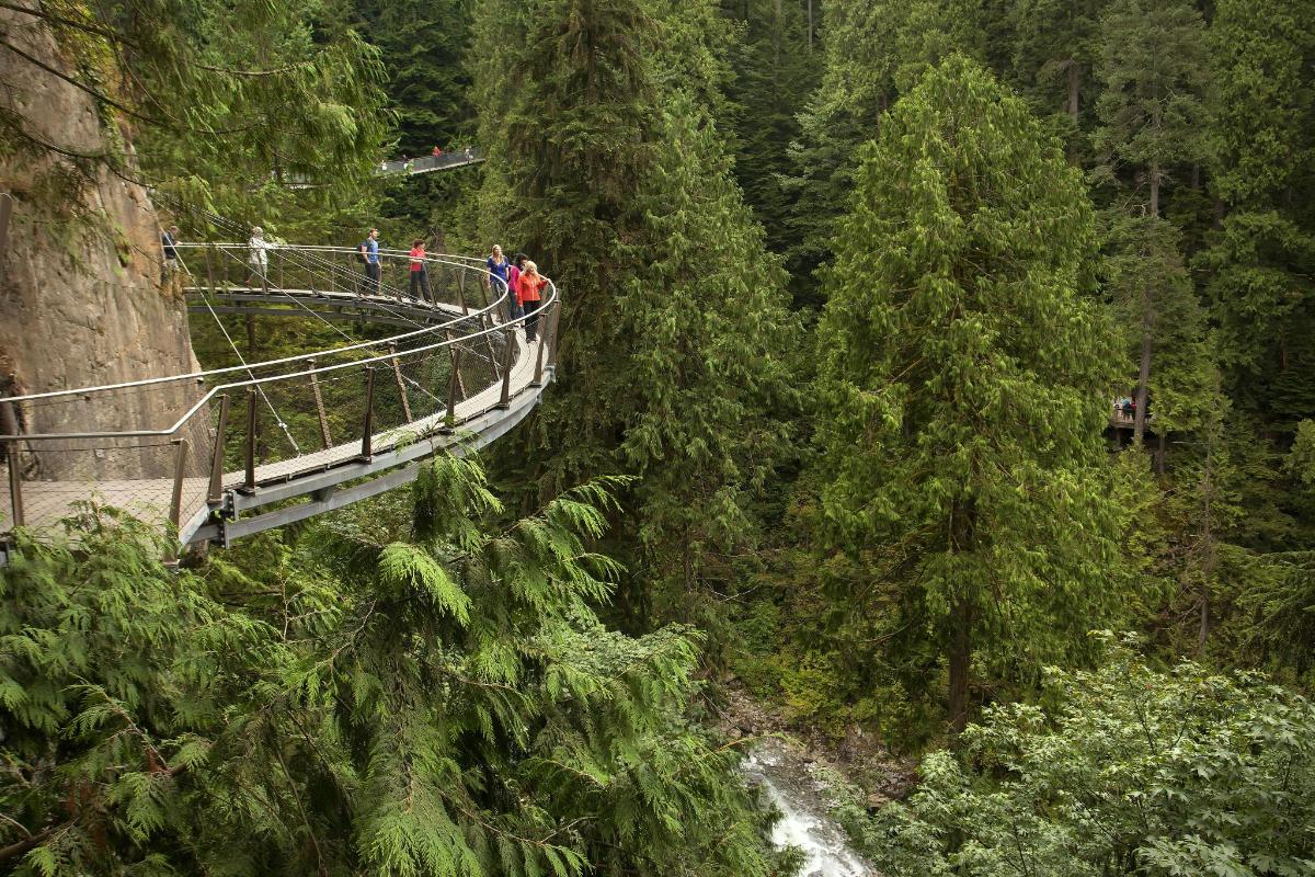 a group of people on a suspension bridge in the forest