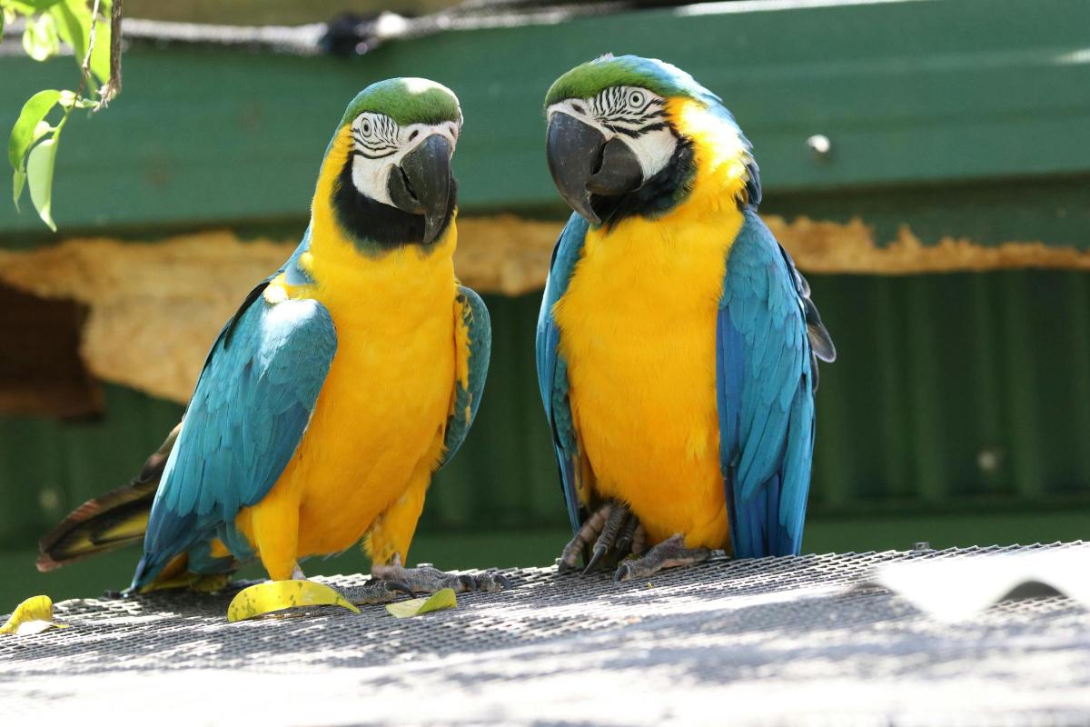 two colorful parrots are standing on a table