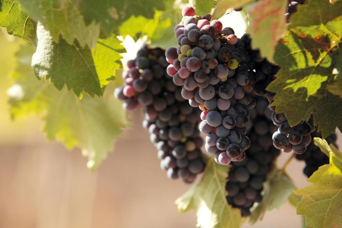 eine Weintraube, die an einem Weinstock hängt