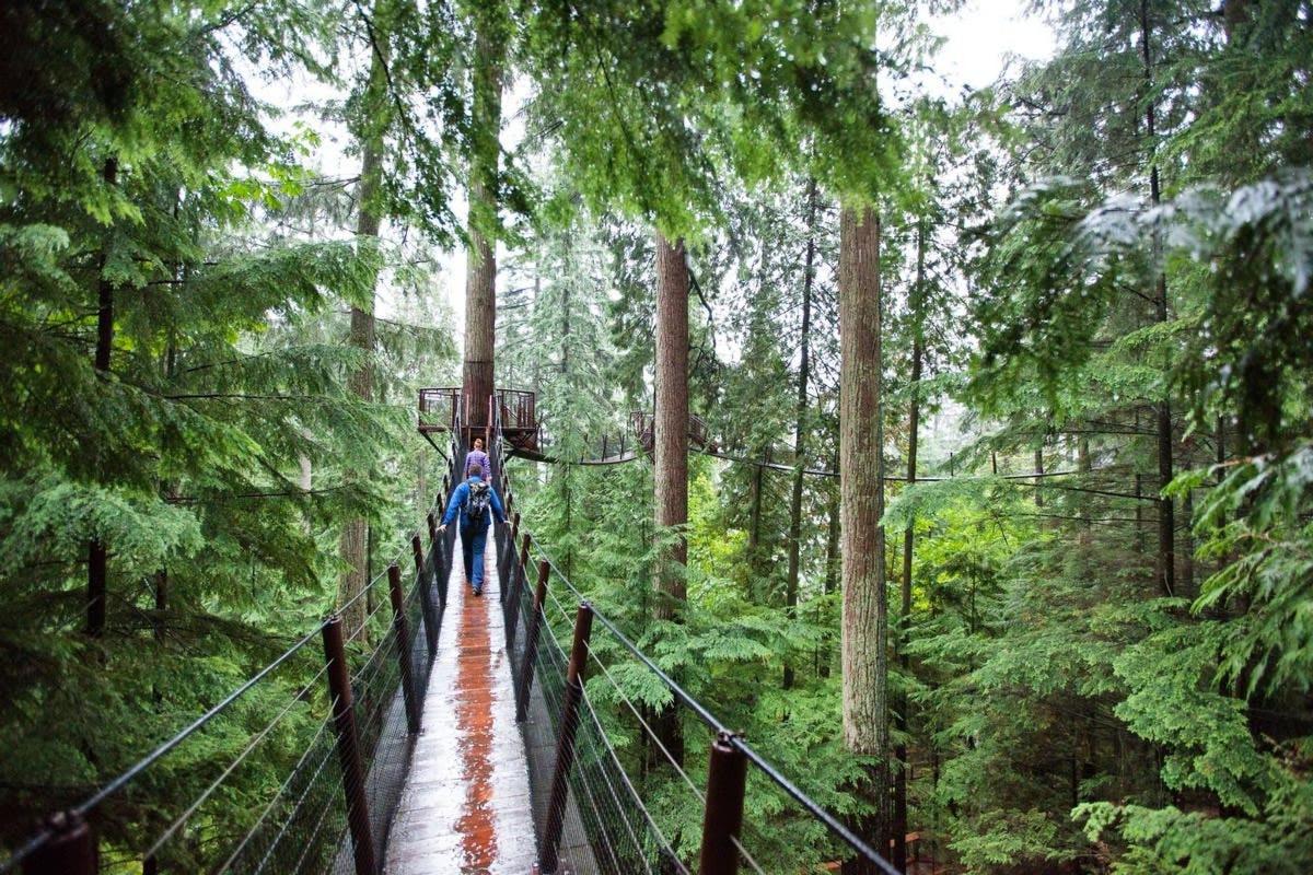 a suspension bridge in a forest with people on it