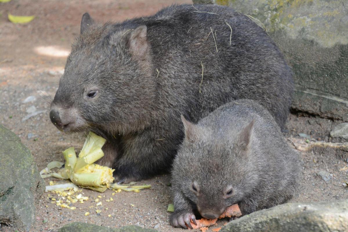 two small rats eating food on the ground