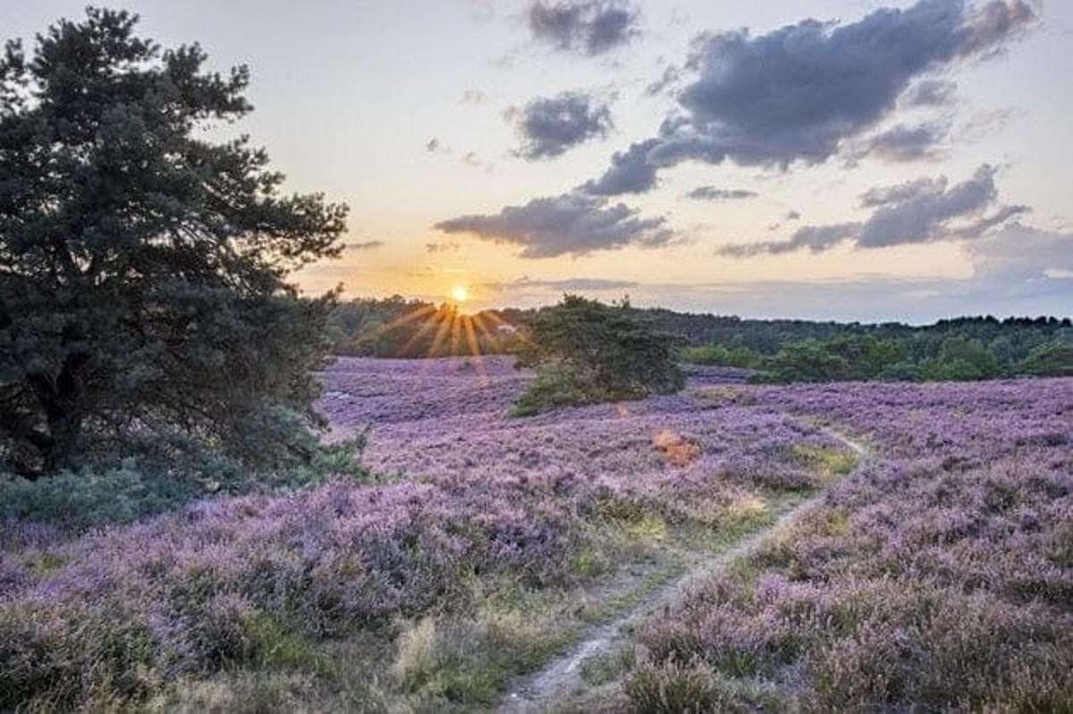 a field of purple flowers with the sunset in the background