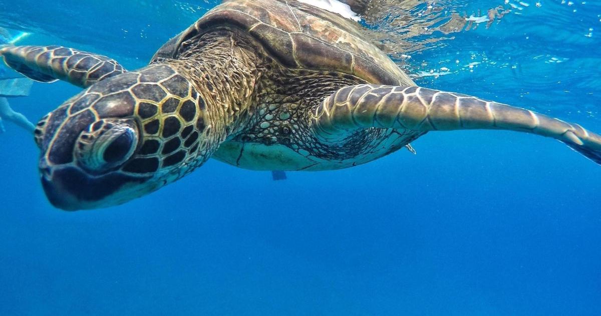 a green sea turtle swimming in the water