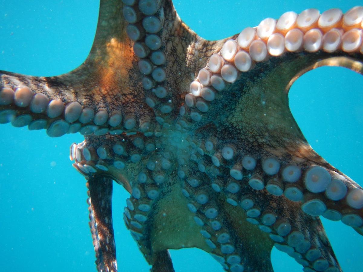 an octopus swimming in the water