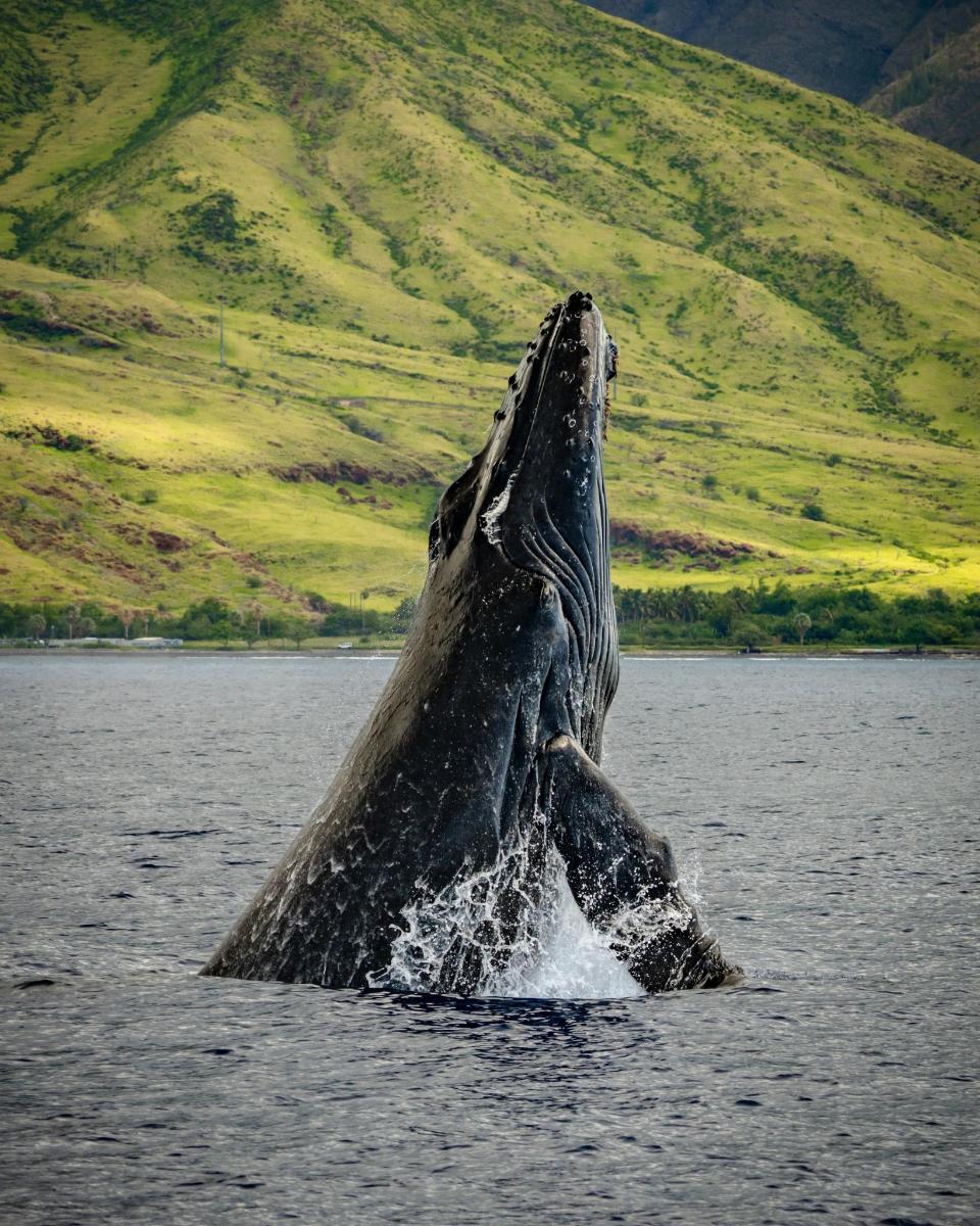 a humpback whale jumping out of the water