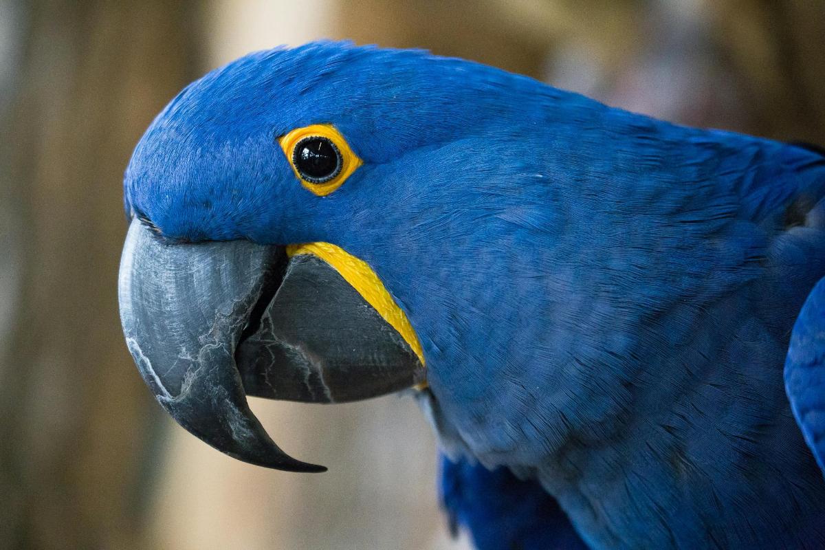 a blue bird with a yellow beak