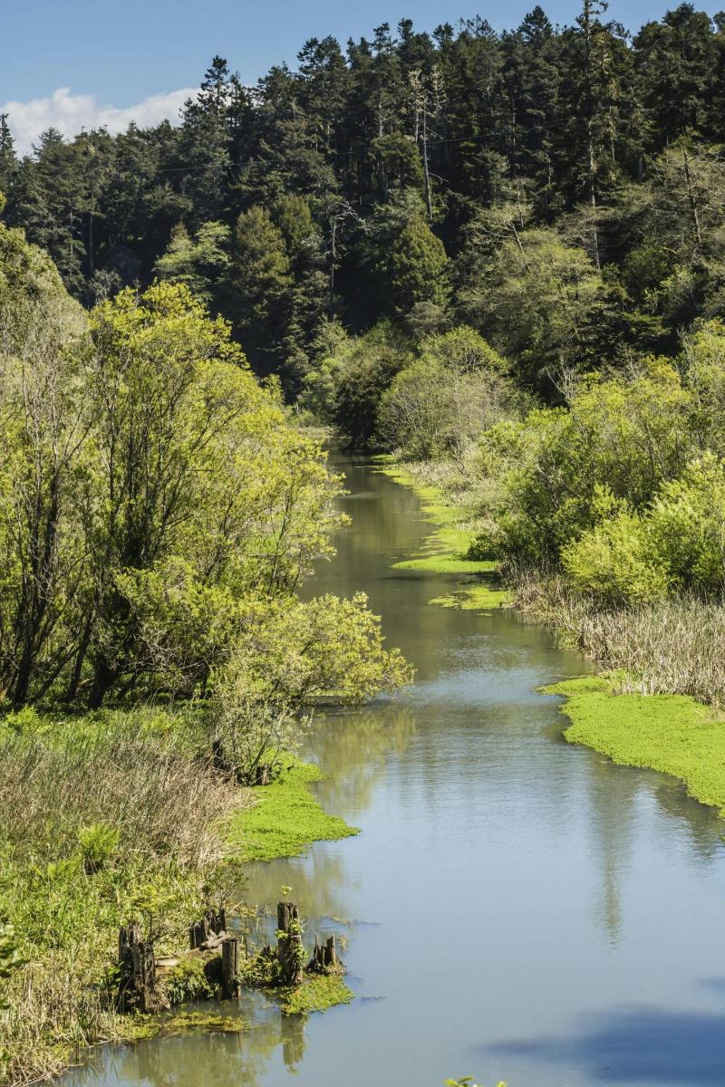 a river with grass and trees in the background