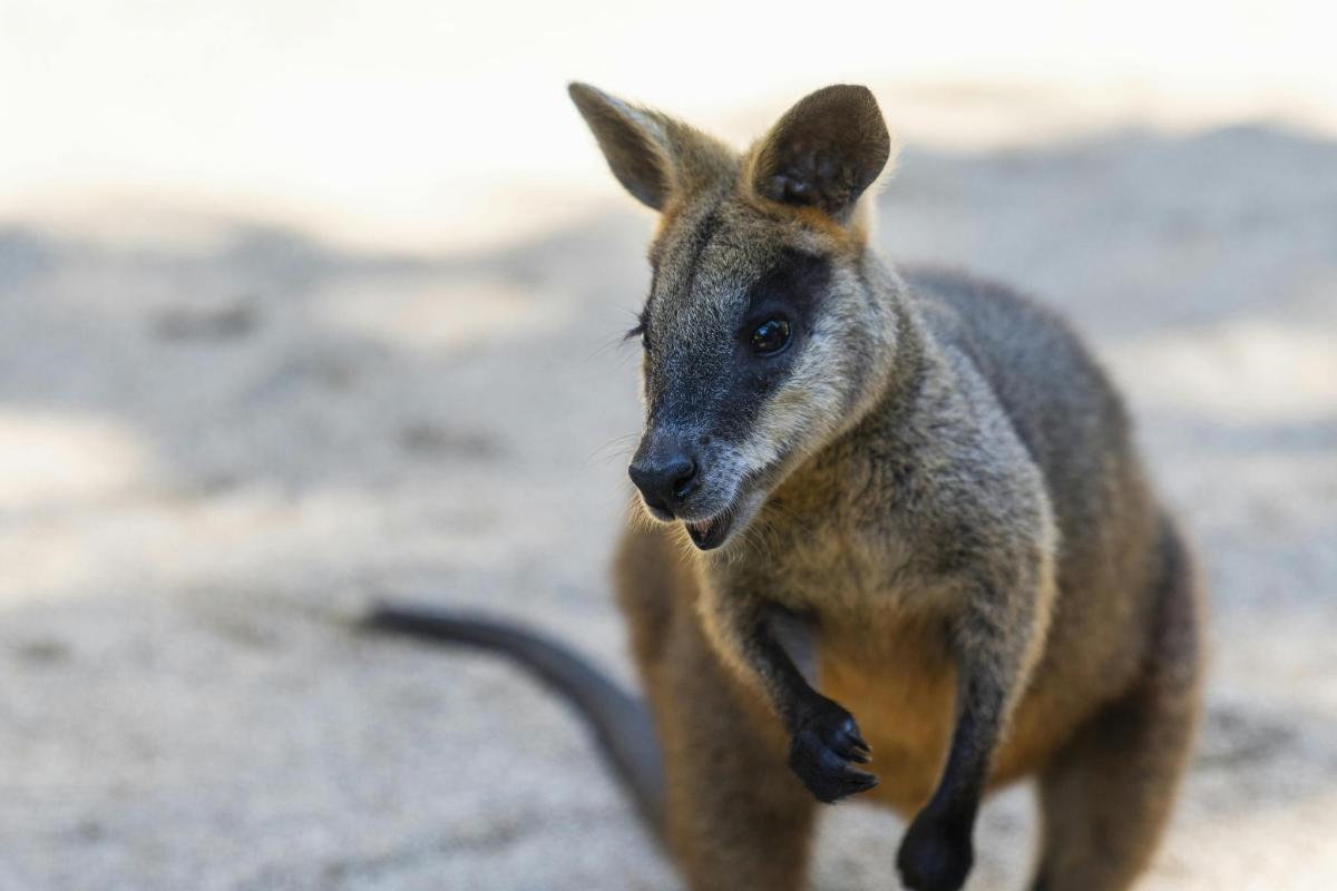 a kangaroo walking on the ground