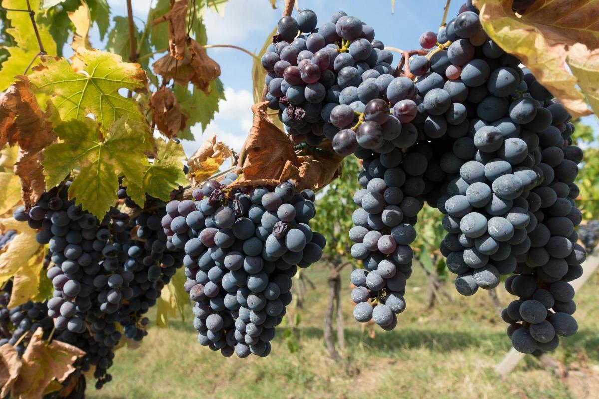 a bunch of grapes hanging from a vine