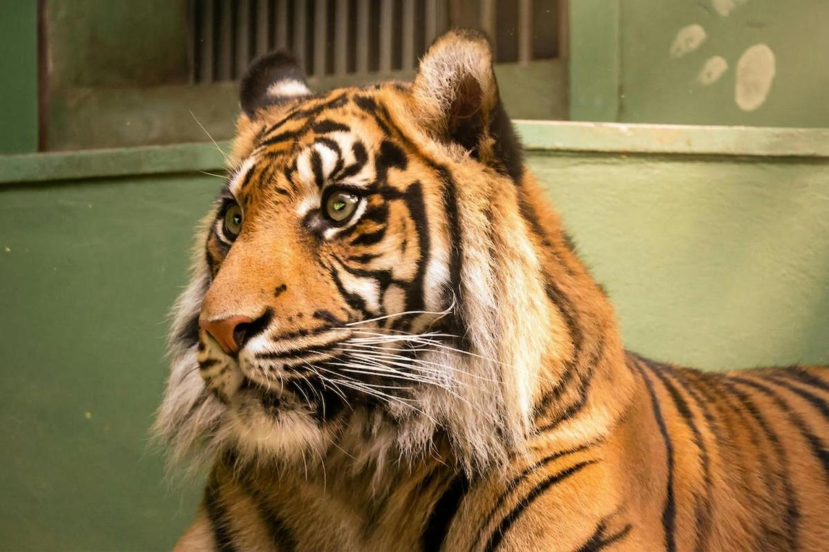 a tiger is standing in front of a building