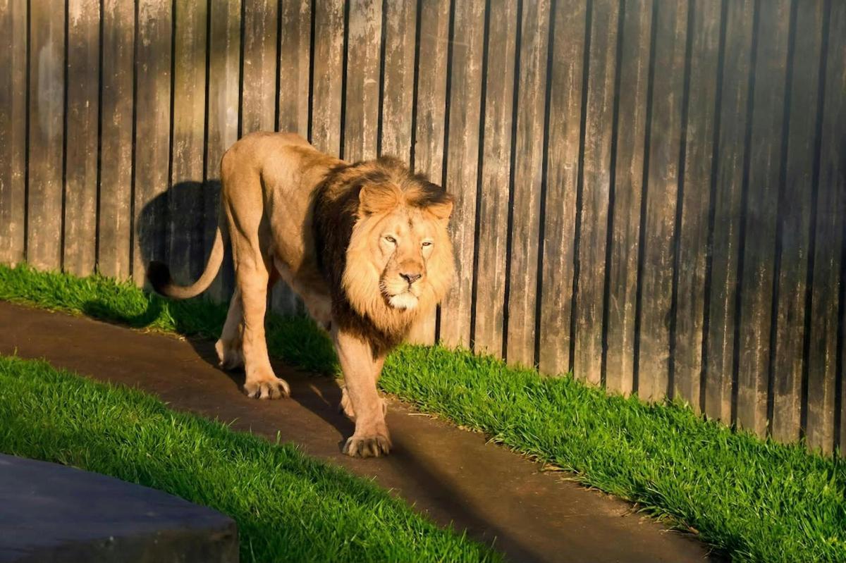 a lion walking down a sidewalk next to a fence