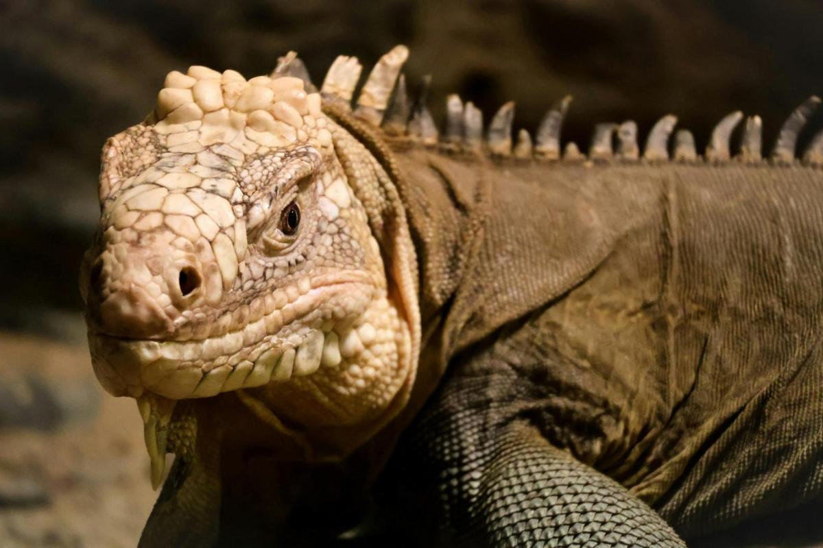 a close up of a iguana