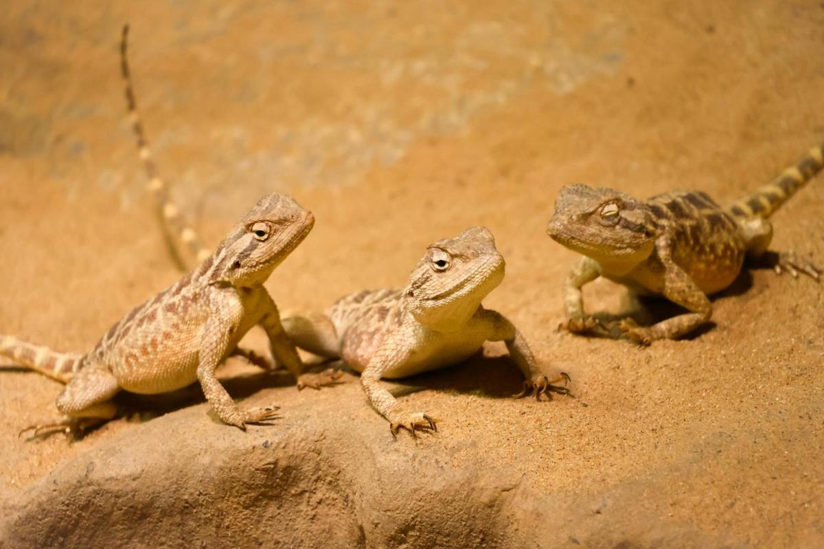 three frogs sitting on top of a rock