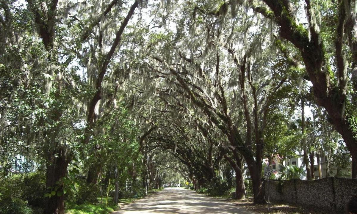a road lined with trees and a fence