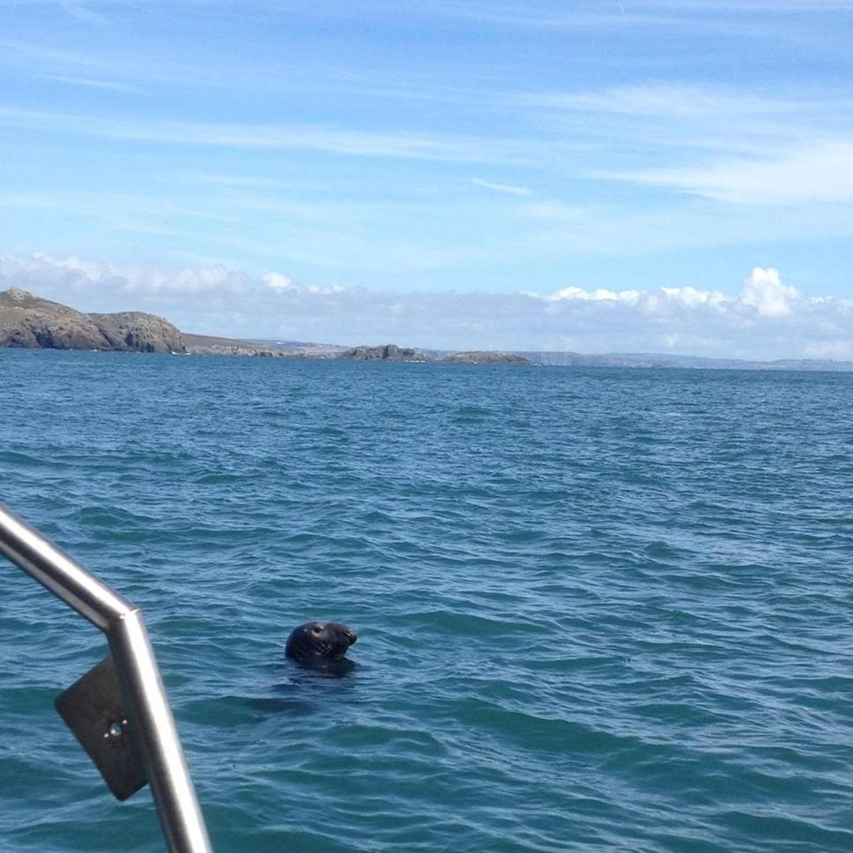 a dog swimming in the water on a boat