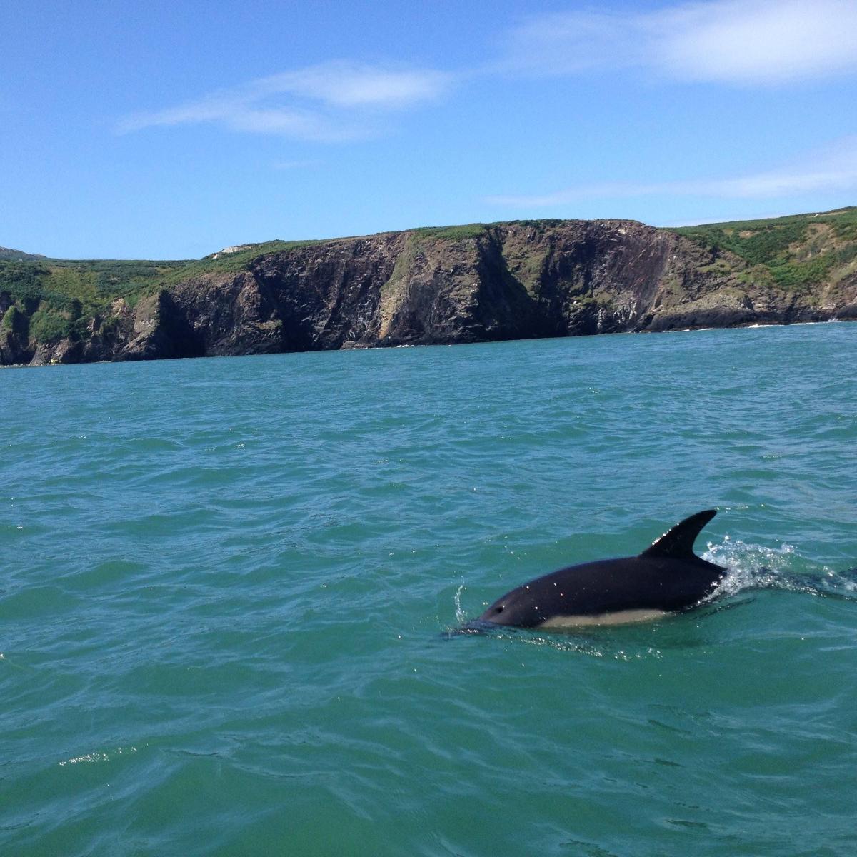 a dolphin swimming in the water in the ocean