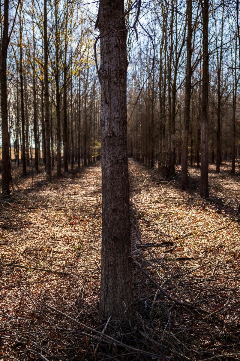 a tree in the middle of a forest