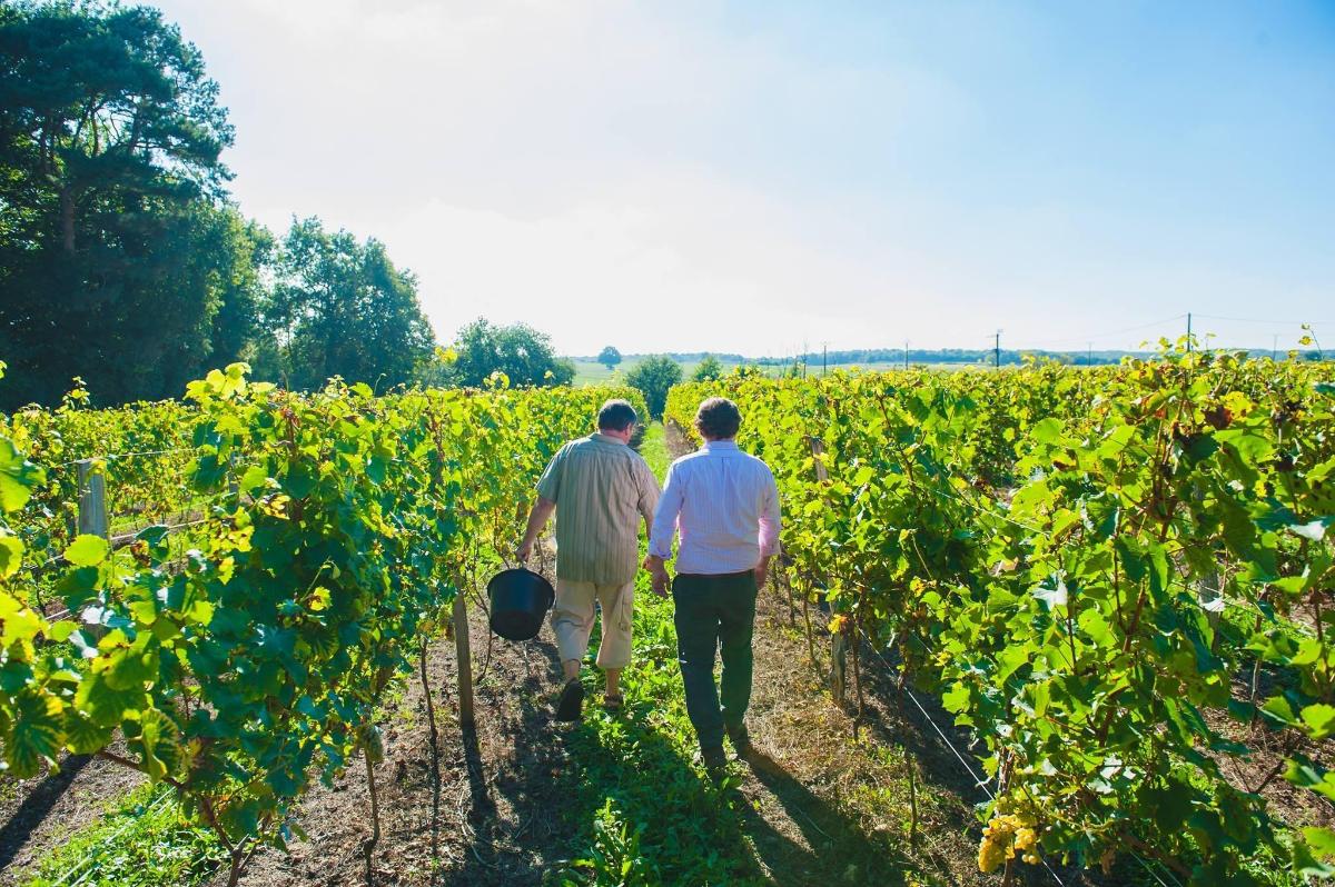 two people walking through a field of vines