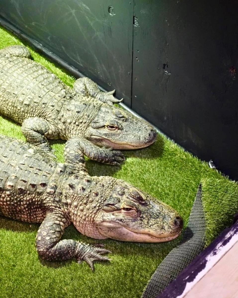 two crocodiles laying on the grass next to each other