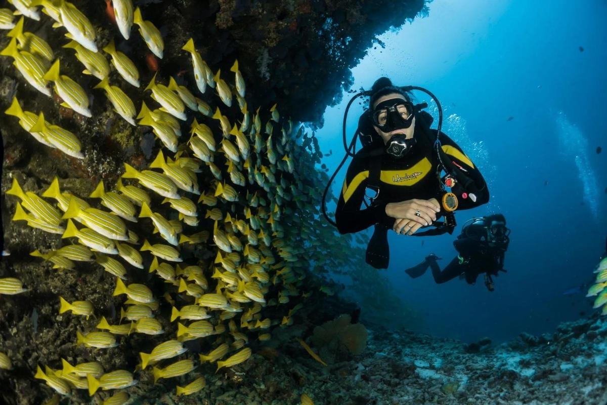 a diver in the ocean next to a wall of fish