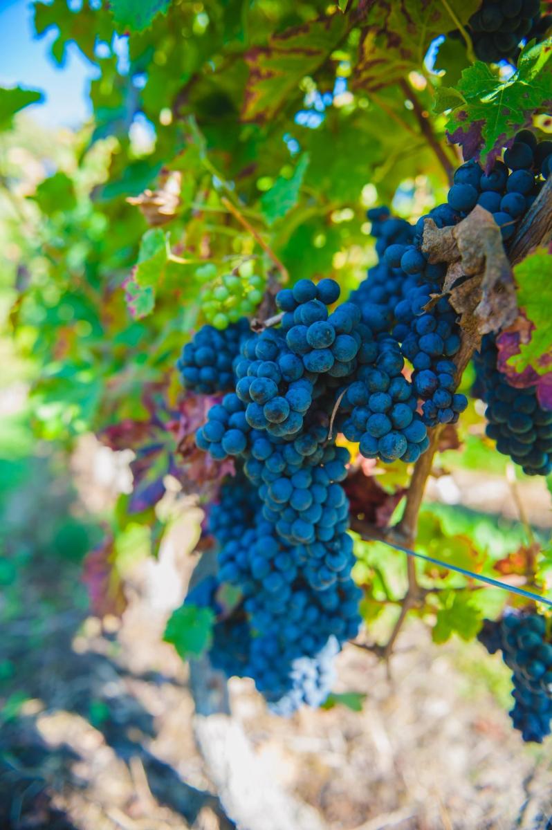 a bunch of blue grapes hanging from a tree