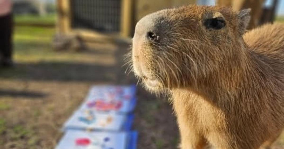 un primer pla d'un petit animal dret al costat d'una caixa