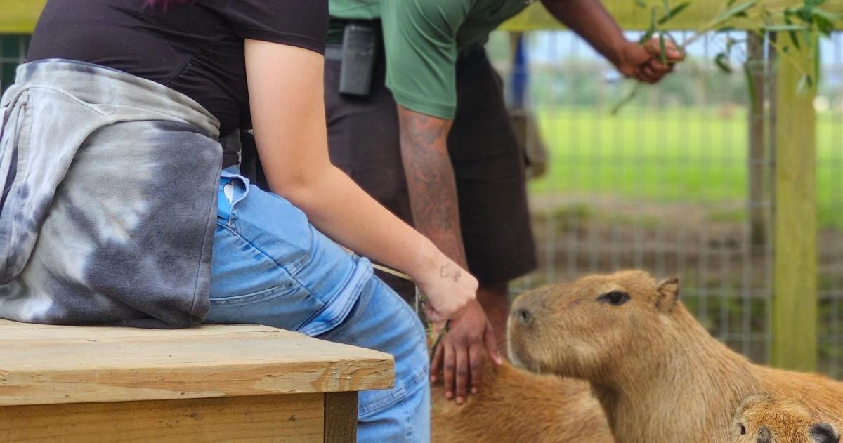 a person petting a brown animal on a bench